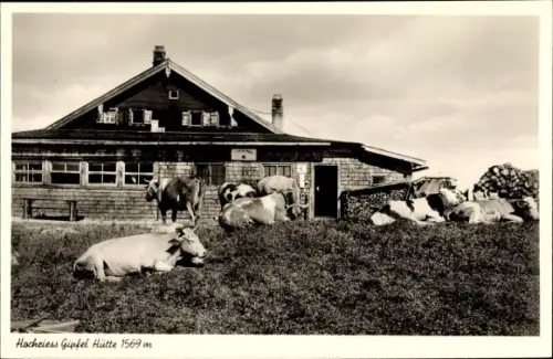 Ak Törwang Samerberg in Oberbayern, Hochriess Gipfel Hütte, Kühe