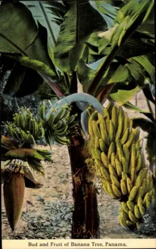 PC Panama, Bud and Fruit of Banana Tree
