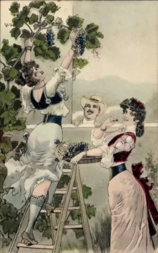 Ak Frauen pflücken Weintrauben, Weinanbau