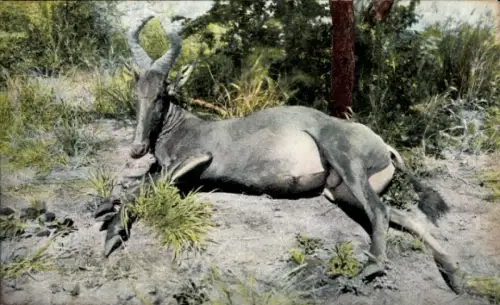 Ak Deutsch Südwest Afrika Namibia, Jagd, Erlegte Hartebeest-Antilope