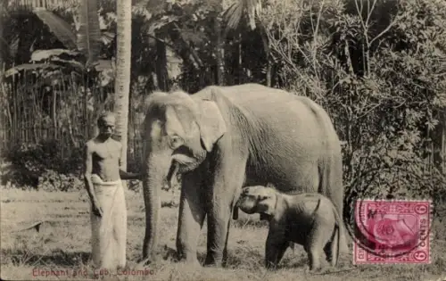 Ak Colombo Ceylon Sri Lanka, Elefanten