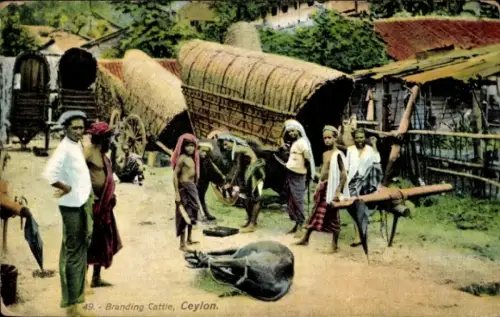 PC Ceylon Sri Lanka, Branding Cattle