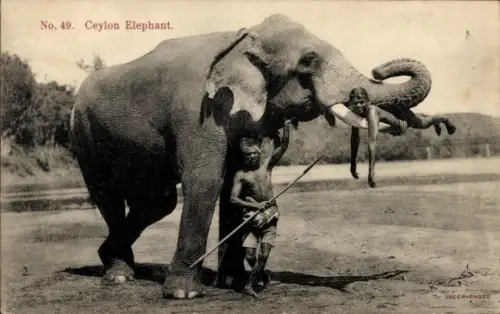 Ak Ceylon Sri Lanka, Elefant mit Mahut, Mann liegt auf einem Stoßzahn