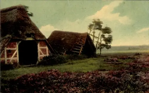 Ak Lüneburger Heide, Reetgedeckte Schafställe, blühende Heidefläche, vereinzelte windgekrümmte Bä