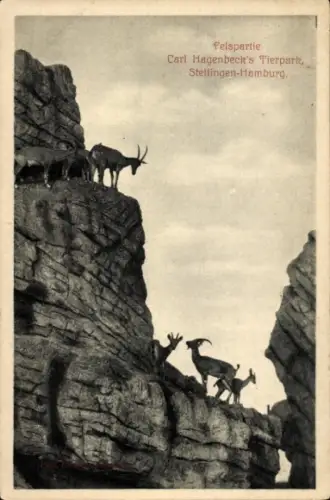 Ak Hamburg Eimsbüttel Stellingen, Carl Hagenbecks Tierpark, Felspartie