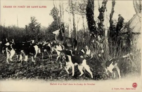 Ak Saint Sever Calvados, Chasse en foret, Hallali d'un cerf dans le champ du Souchet, chiens