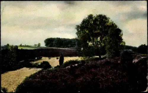 Ak Wilsede Bispingen in der Lüneburger Heide, blühende Heide, großer Baum am Hang, sandiger Bachl