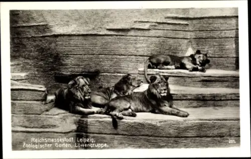 Ak Leipzig in Sachsen, Zoologischer Garten, Löwengruppe