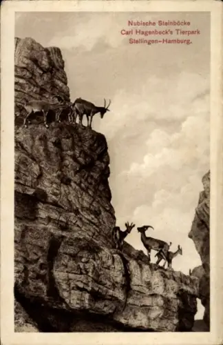 Ak Hamburg Eimsbüttel Stellingen, Nubische Steinböcke, Carl Hagenbecks Tierpark