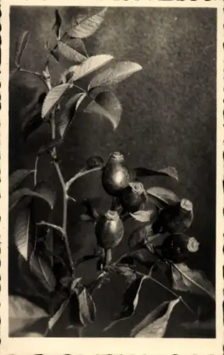 Ak Hagebutte, Früchte