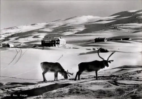 Ak Filefjell Norwegen, Hotel, Rentiere