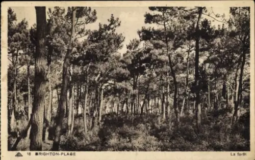 Ak Brighton les Pins Brighton Plage Cayeux Somme, Wald