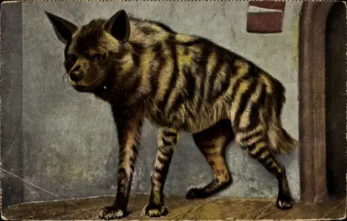 Ak Erdwolf, Hyäne