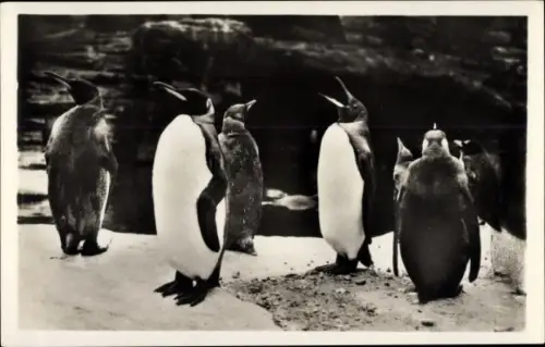 Ak Hamburg Eimsbüttel Stellingen, Carl Hagenbecks Tierpark, Südpolarpanorama, Königspinguine
