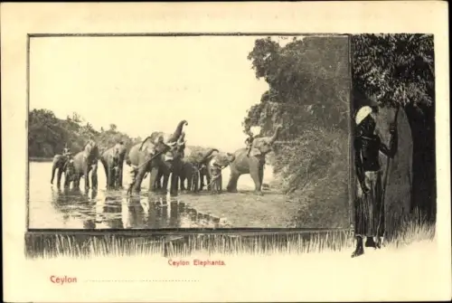 Ak Ceylon Sri Lanka, Elefanten am Ufer