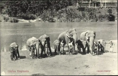 Ak Sri Lanka Ceylon, Elefanten mit Führern, Haltern