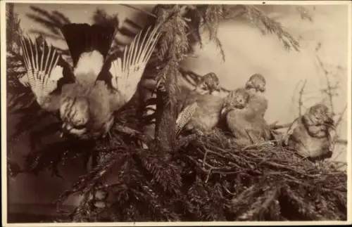 Ak Eichelhäher am Nest, Naturkundliches Heimatmuseum der Stadt Leipzig