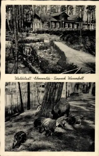 Ak Eberswalde in der Mark, Tierpark Wasserfall, Wildschweine