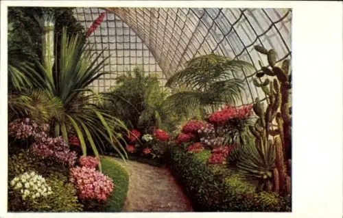 Ak Wien 13 Hietzing Österreich, Schönbrunn , Blühende Pflanzen, Palmenhaus  Azaleen-Ausstellung, 