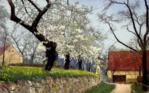 Ak Photochromie Nenke & Ostermaier Serie 250 Nr. 3980, Baumblüte, Kirschblüte, Niederwartha