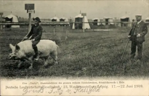 Ak DLG 23. Wanderausstellung Leipzig 1909, Eber Derby, gr. weißes Edelschwein Friedrichswerth