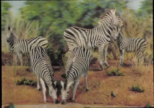 3 D Ak Tiere, Zebras