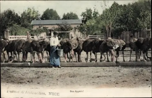 Ak Nice Nizza Alpes Maritimes, Ferme d'Autruches, Strauße, Fütterung