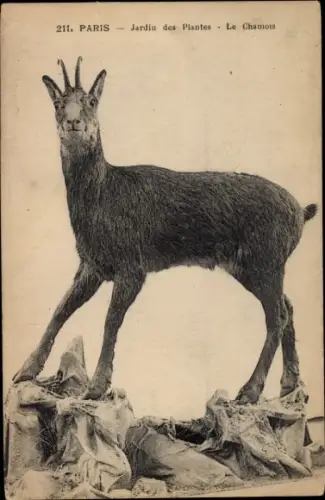 Ak Paris, Jardin des Plantes, Le Chamois