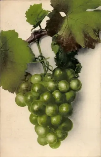 Ak Früchte, Weintrauben, Obst