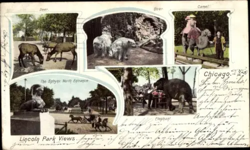Ak Chicago Illinois USA, Blick auf den Lincoln Park, Hirsche, Kamele
