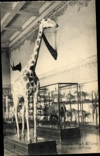 Ak Tervuren Tervueren Flämisch Brabant Flandern, Museum des Kongo, Giraffe, ausgestopfte Tiere