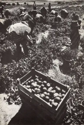 Ak Solidarität mit Portugal, Ernte, Landwirtschaft