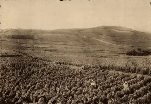 CPA Avize Marne, Premier cru de raisins blancs