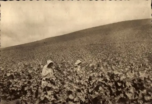 CPA Ay Marne, Une partie du vignoble Pommery