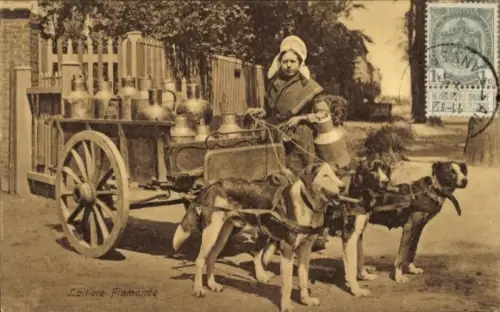 Ak Laitiere flamande, Milchfrau in Tracht, Hundekarren, Milchkarren