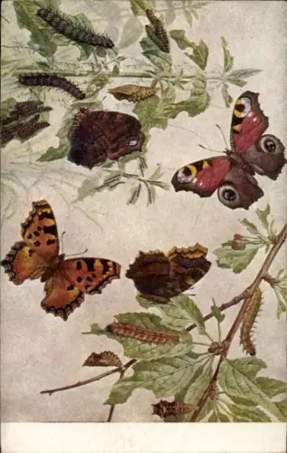 Ak Schmetterlinge, Tagpfauenauge und großer Fuchs