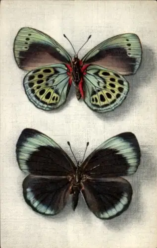 Ak Callithea Leprieuri, Schmetterling