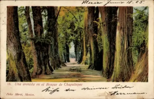 Ak Ciudad de México, Una avenida en el Bosque de Chapultepec