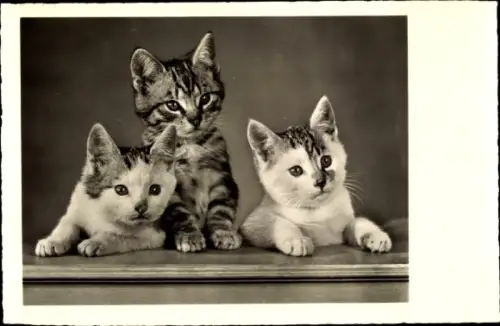 Ak Drei Katzen, Katzen-Geschwister