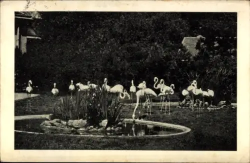 Ak Wien 1 Innere Stadt, Schulhof 6, Tierschutzverein, Flamingos