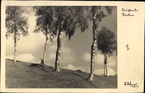 Ak Landschaft, Birken
