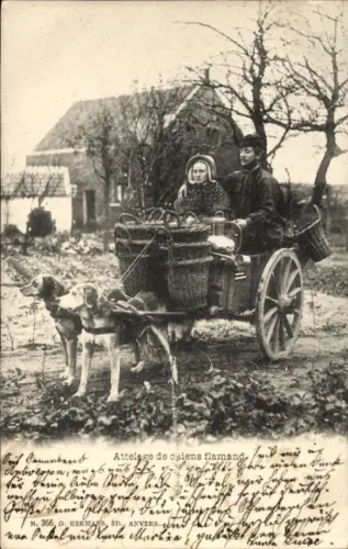 Ak Belgien, Attelage de chiens flamand, Flämischer Hundewagen
