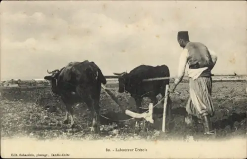 CPA Laboureur Crétois, Kühe