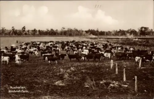 PC Australia, Cattle Farm