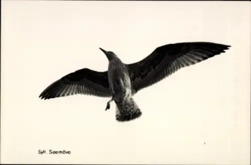 Ak Seemöwe, auf Sylt, im freien Flug, Spannbreite, Flügel, von unten