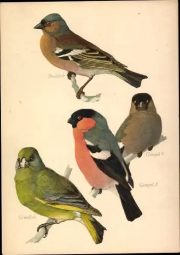 Ak Vögel, Grünfink, Buchfink, Gimpel