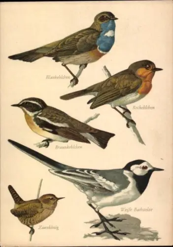Ak Vögel, Blaukehlchen, Rotkehlchen, Braunkehlchen, Zaunkönig, Weiße Bachstelze
