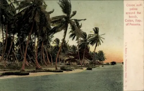 Ak Colón Panama, Kokospalmen, Strand, Colón, Republik Panama, L. L. Maduro Jr. (Fotograf)