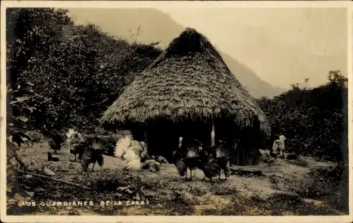 Foto Ak Jamaika, Wächter des Hauses, Truthähne bewachen Hütte