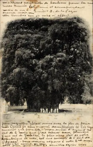 Ak Oaxaca Mexiko, Mexikanische Sumpfzypresse